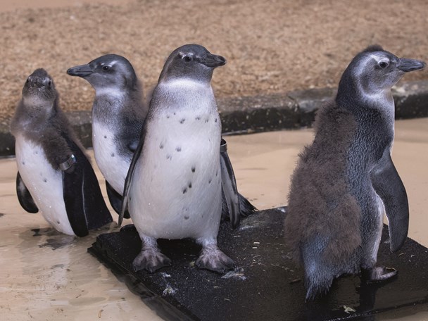 Pinguïns in crèche