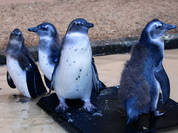 Pinguïns in crèche