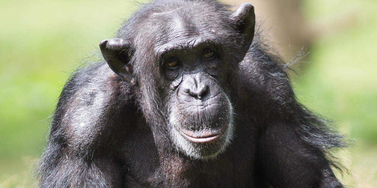 De EAZA Ape Campaign