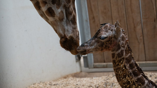 Burgers' Zoo verwelkomt jong van ervaren giraffe
