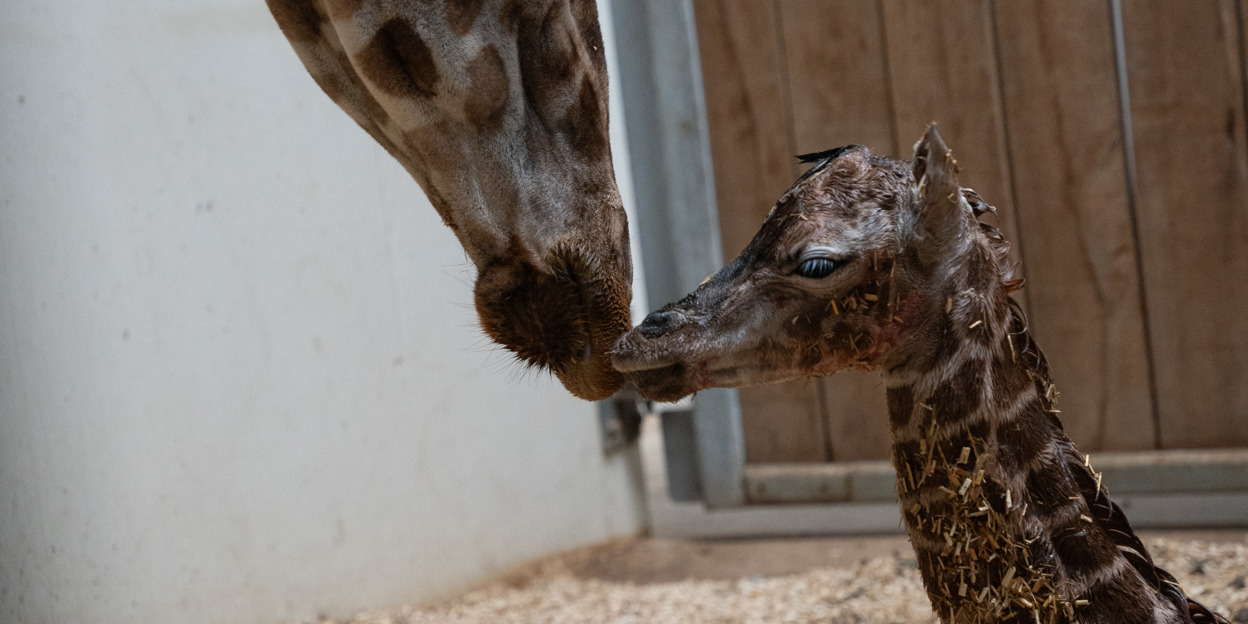 Burgers' Zoo verwelkomt jong van ervaren giraffe