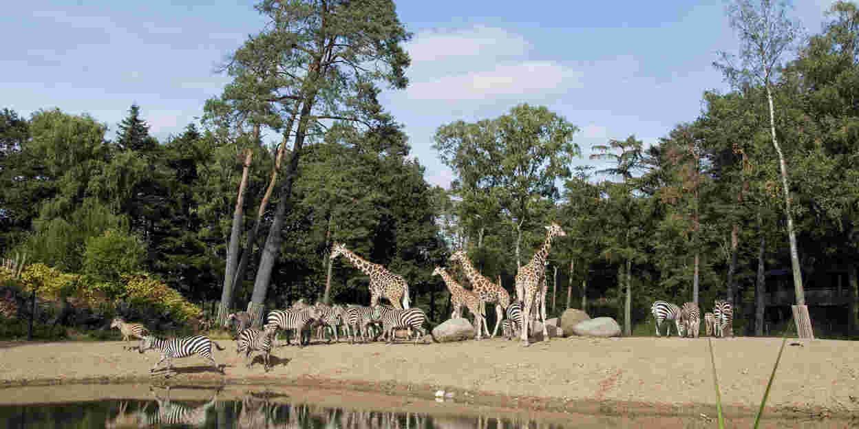 Safaridieren sinds 5 maart weer buiten
