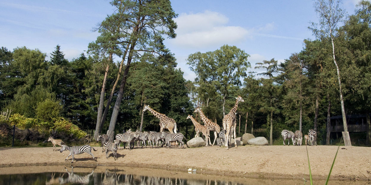 Safaridieren sinds 5 maart weer buiten