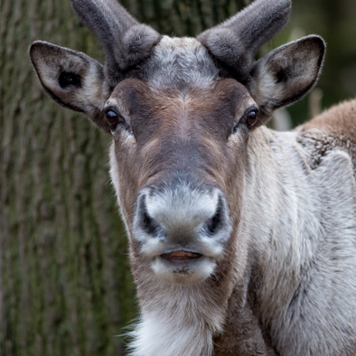 Bedreiging en bescherming