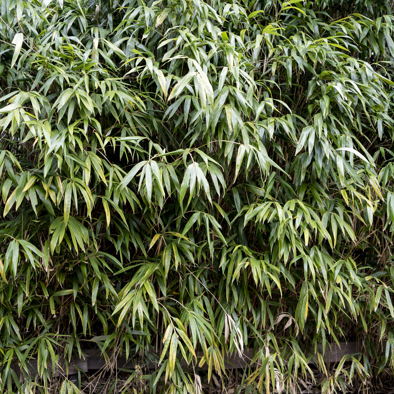 Bedreiging & bescherming