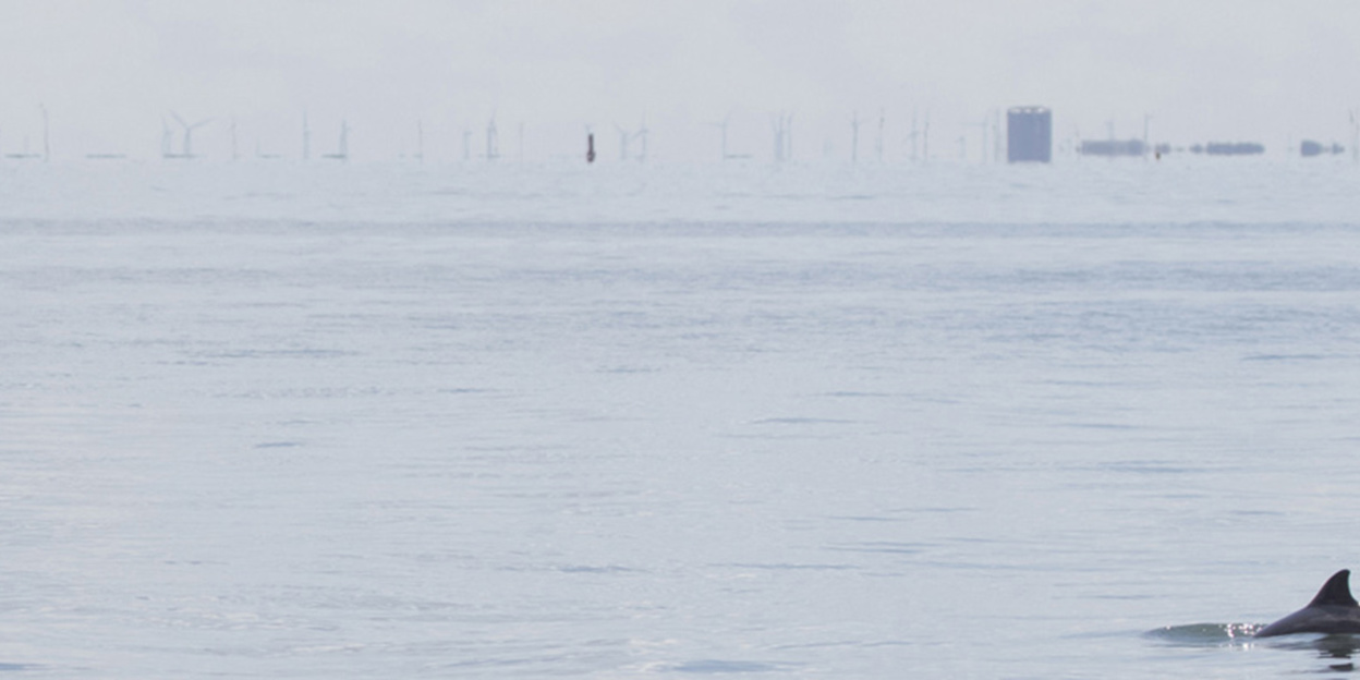 Van onbekende walvis naar publiekstrekker