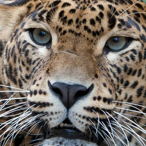 Sri Lanka Panter