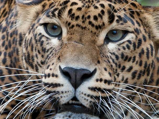 📅 7 juni - Panter helaas nog niet drachtig