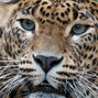 Lees meer over: Sri Lanka Panter