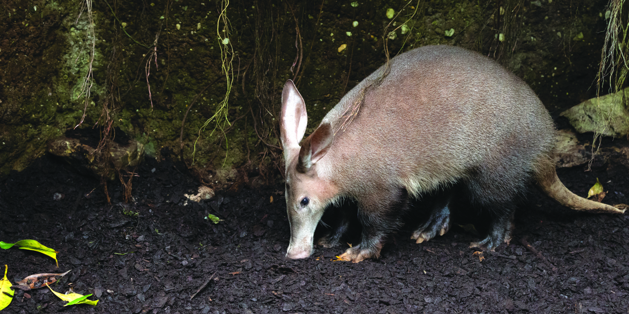 Kort dieren- en parknieuws oktober 2021