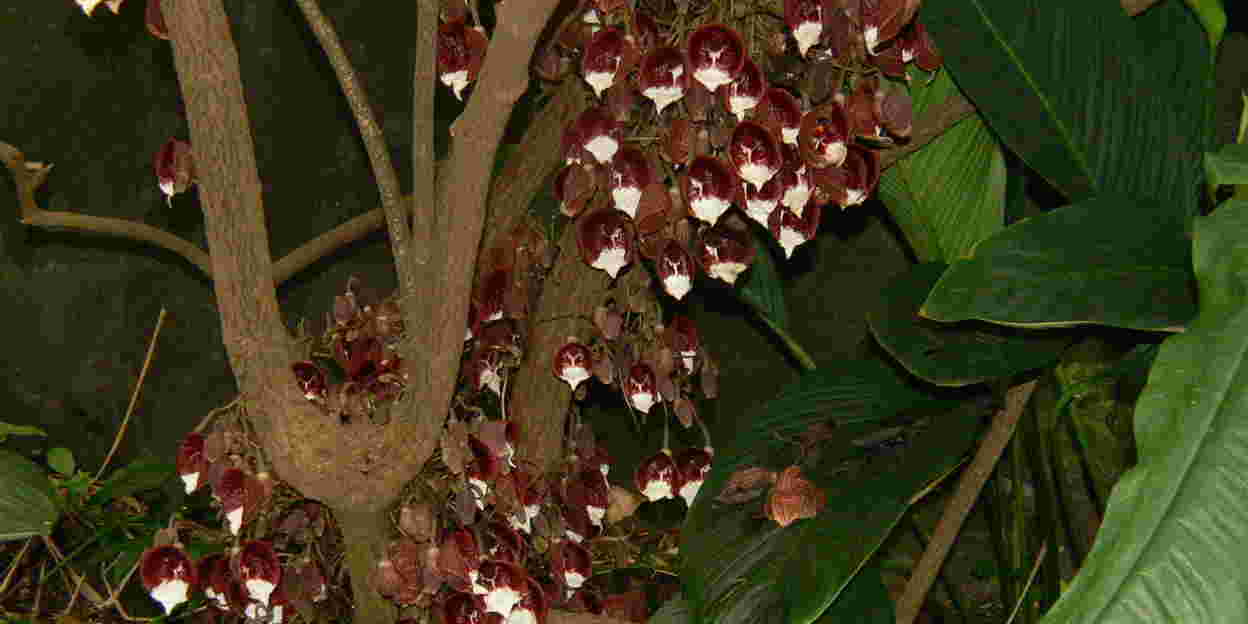 ‘Boomgeboortekruid’