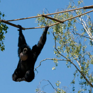Het Maleise tropische regenwoud