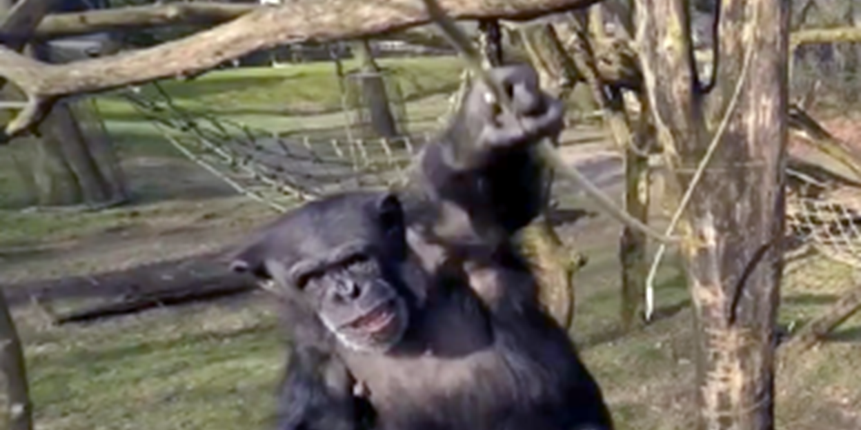 Arnhemse chimpansee Tushi haalt opnieuw wereldnieuws!