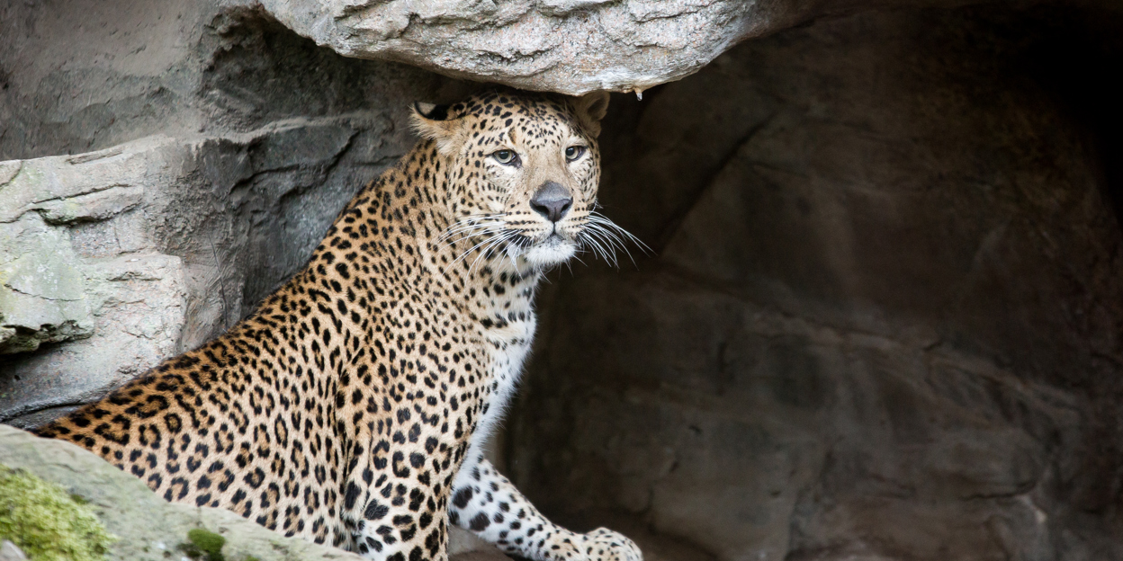 Nieuws uit de Zoo