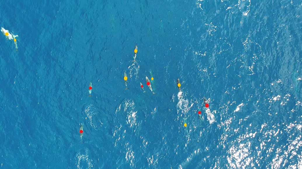 Op de foto zijn de dolfijnen gemarkeerd: de gele stippen zijn een gewone dolfijnen, en rode stippen zijn gestreepte dolfijnen.