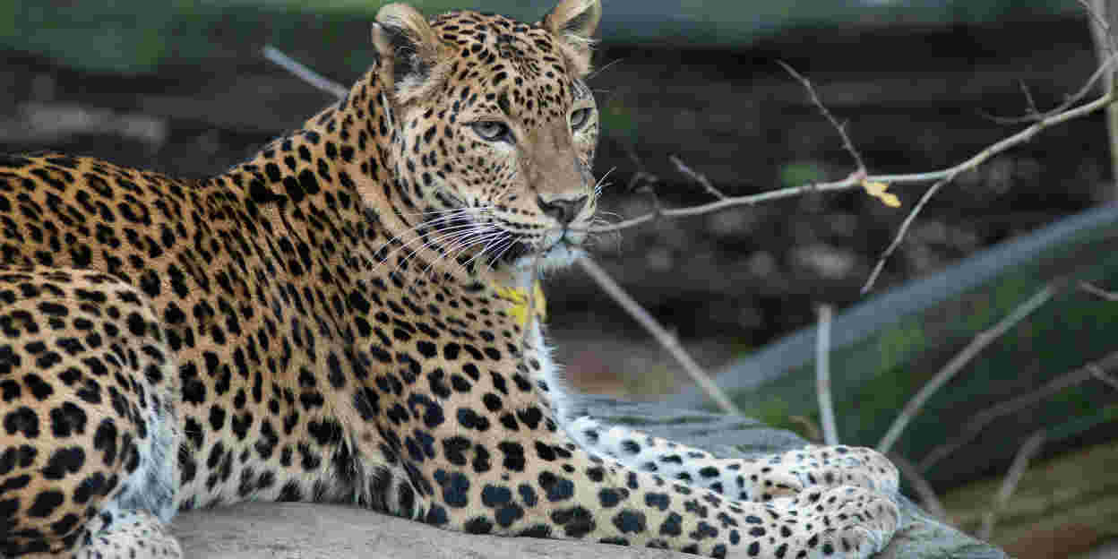 Duurzamer betalen: pinnen in Burgers' Zoo