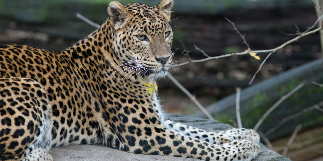 Duurzamer betalen: pinnen in Burgers' Zoo