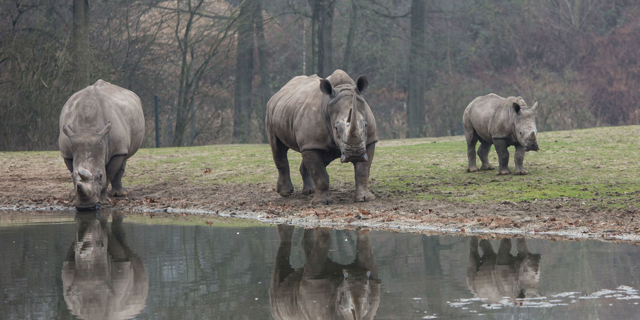 Burgers' Zoo neemt voortouw Europese neushoornfok