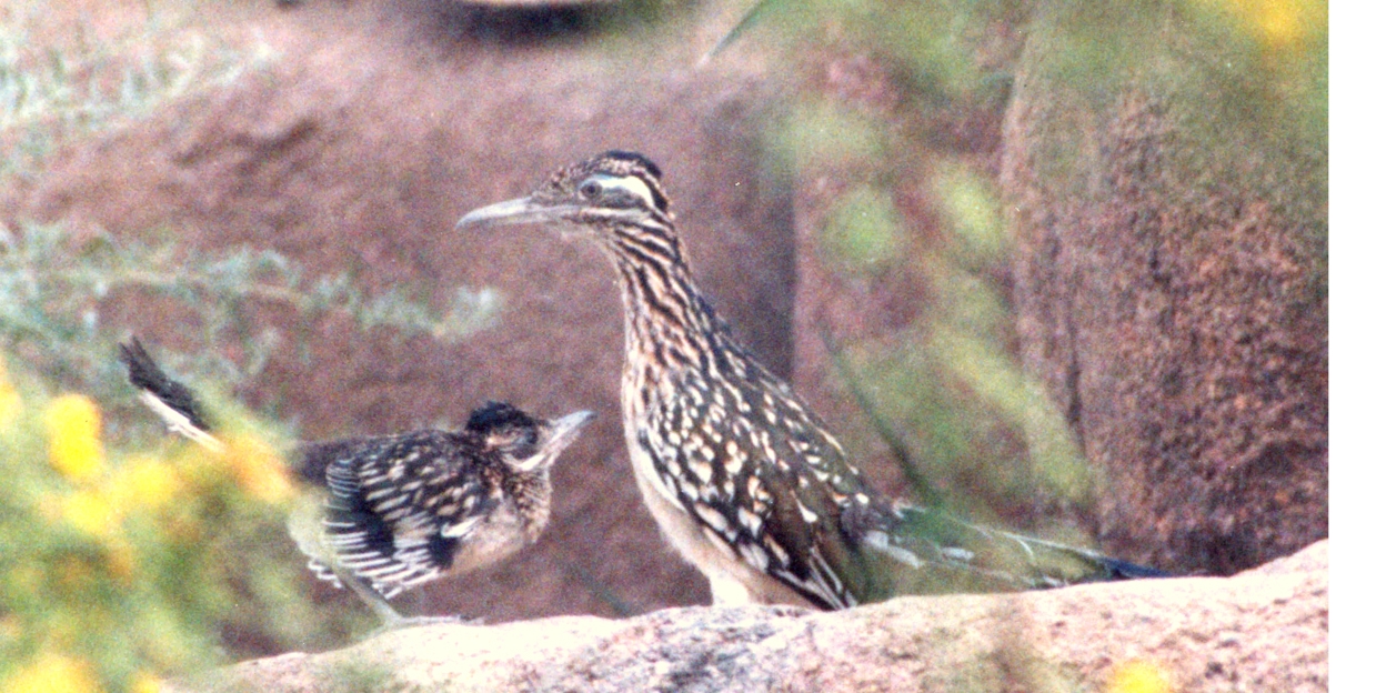 Dieren update (september 2003)