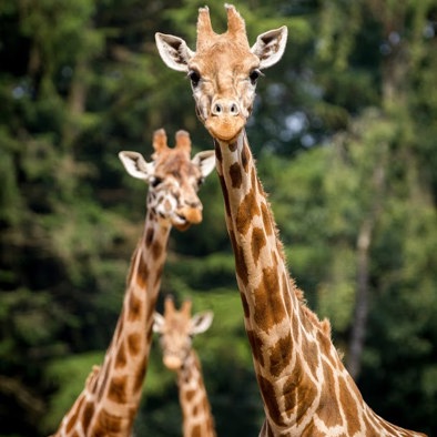 Bedreiging en bescherming