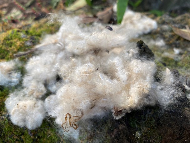 Gebruik door de mens 