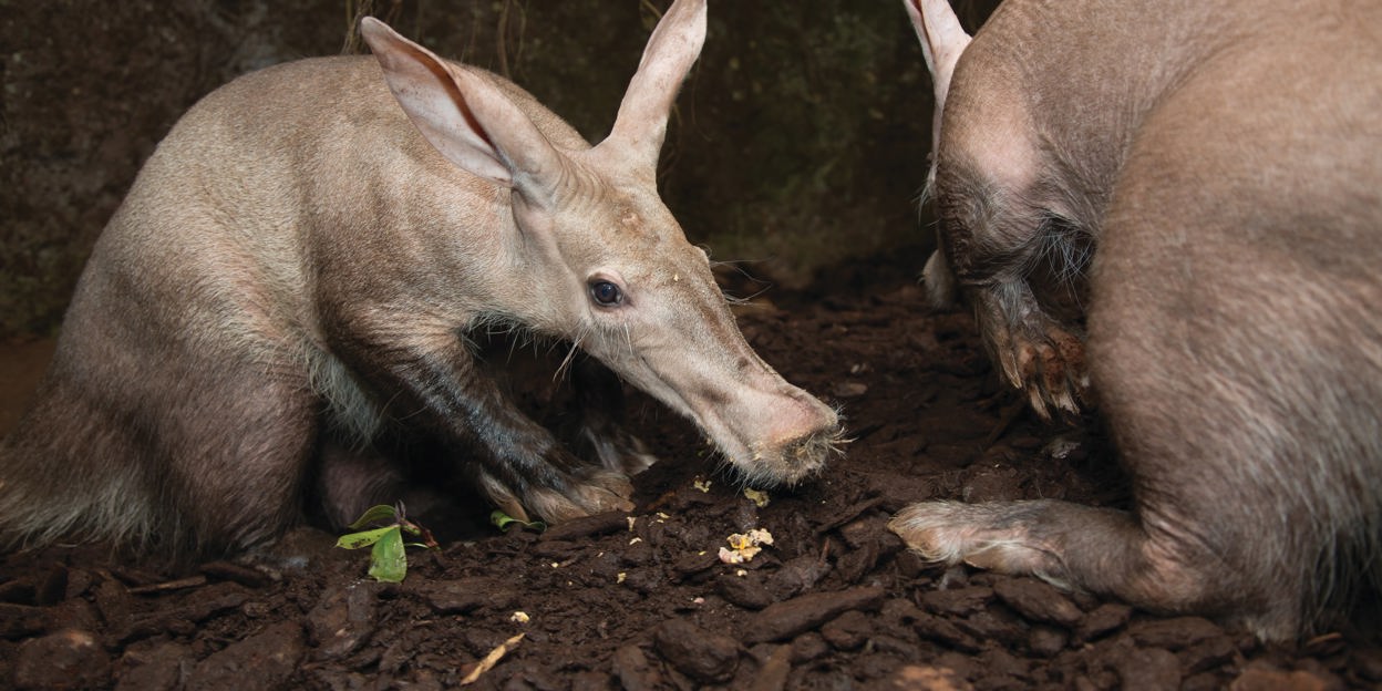 Aardbiggetjes