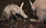 Aardbiggetjes