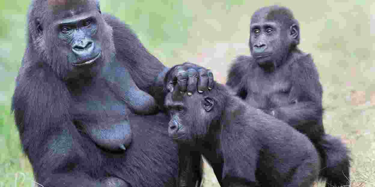 Vijfde geboorte leidt tot grootste gorillagroep
