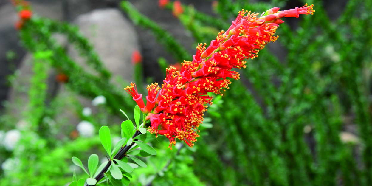 Kleurensymfonie in de Desert