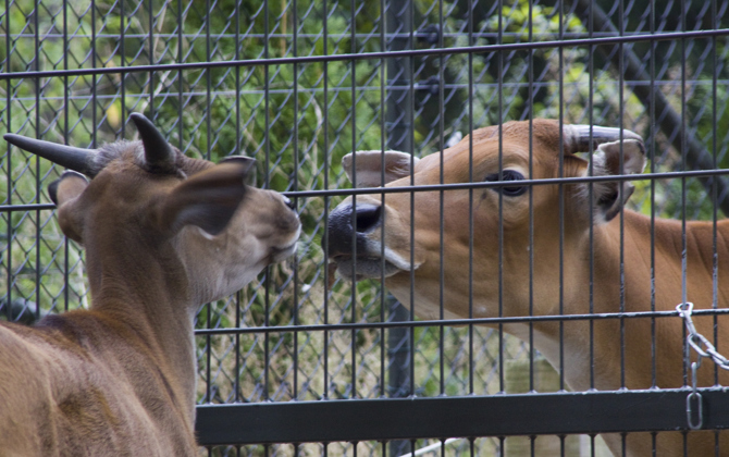 Koeien met een Aziatisch accent 
