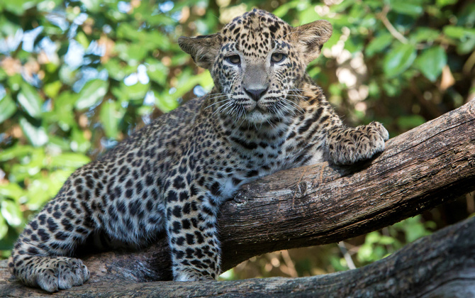 Magneetkasten bij de panters