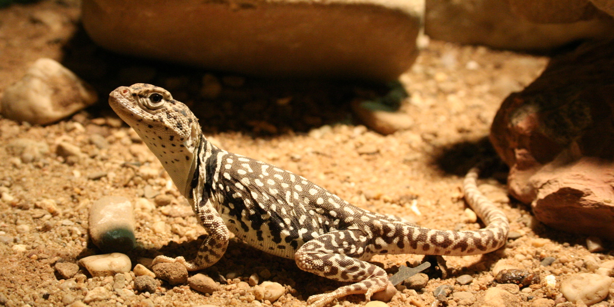 Halsbandleguanen in de Desert