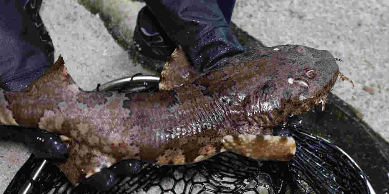 Een nieuwe haaiensoort in de Ocean: de tapijthaai of wobbegong