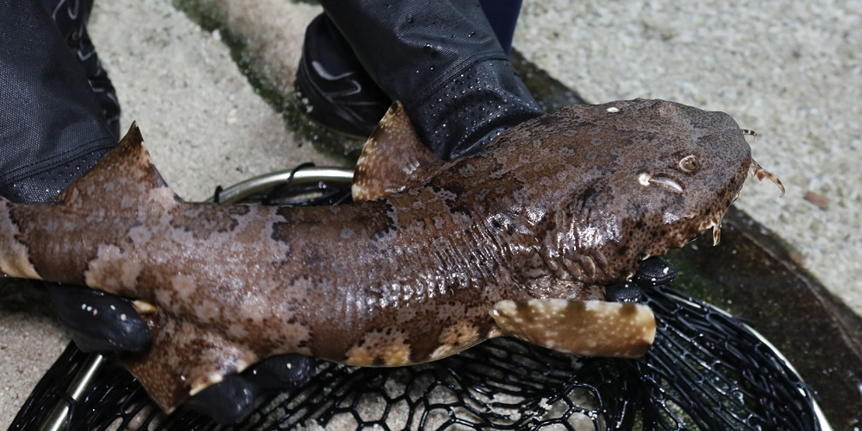 Een nieuwe haaiensoort in de Ocean: de tapijthaai of wobbegong