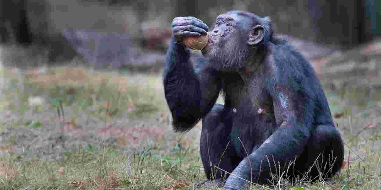 Gorillasoap