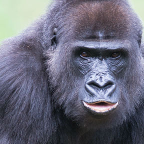 Westelijke gorilla