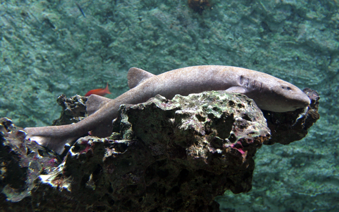 Amsterdamse haaien beëindigen logeerpartij in Arnhem