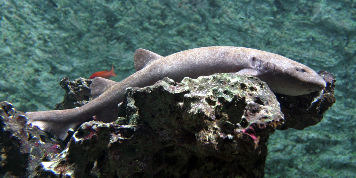 Amsterdamse haaien beëindigen logeerpartij in Arnhem