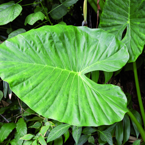 Olifantsoor