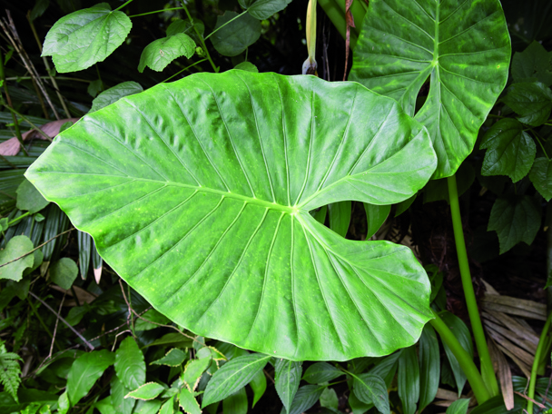 Bijzondere aanpassing aan de leefomgeving