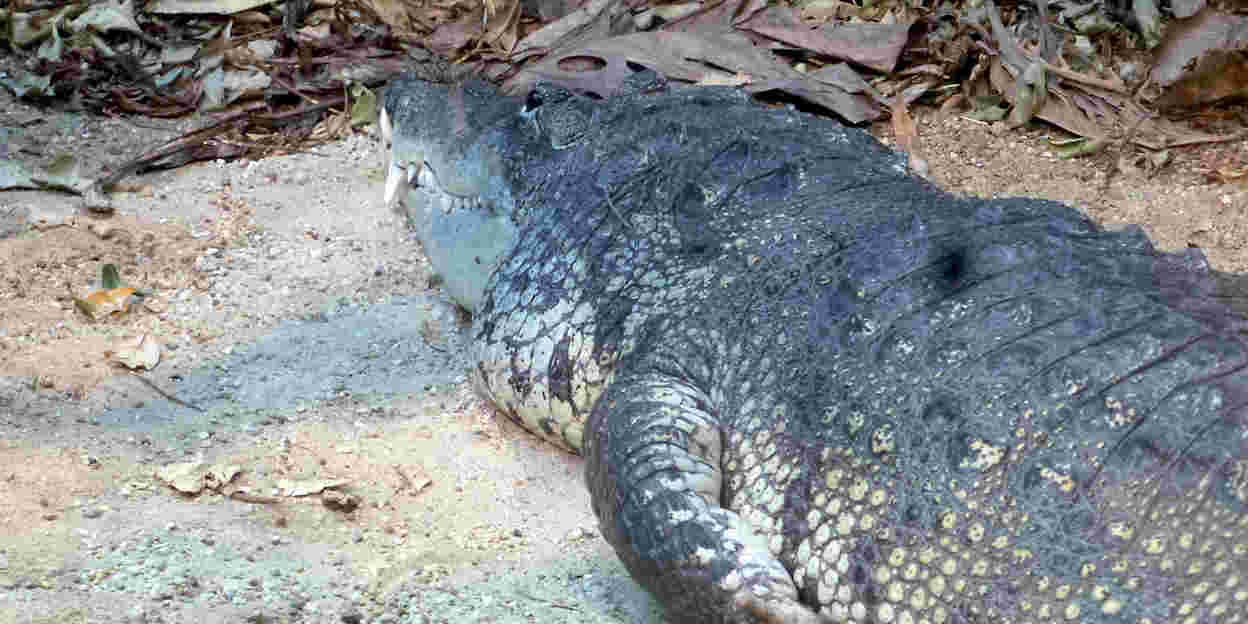 Een krokodil met kleine bobbeltjes