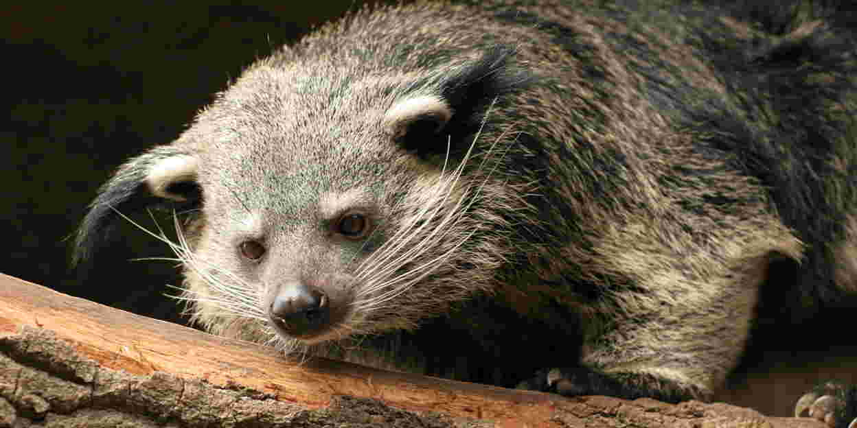 Eindelijk een vrouwelijke binturong