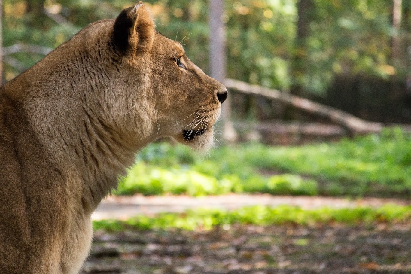 Burgers' Zoo verrast leeuwen met paasbrunch | Burgers' Zoo in Arnhem