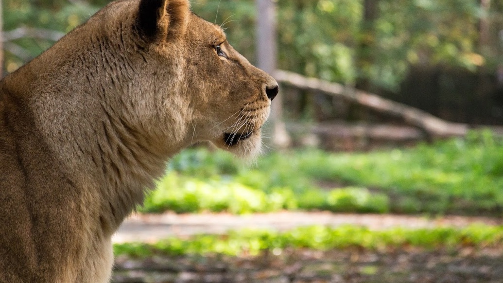 Burgers' Zoo verrast leeuwen met paasbrunch | Burgers' Zoo in Arnhem