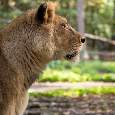 Bedreiging en bescherming