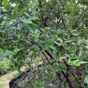 Zwarte mangrove