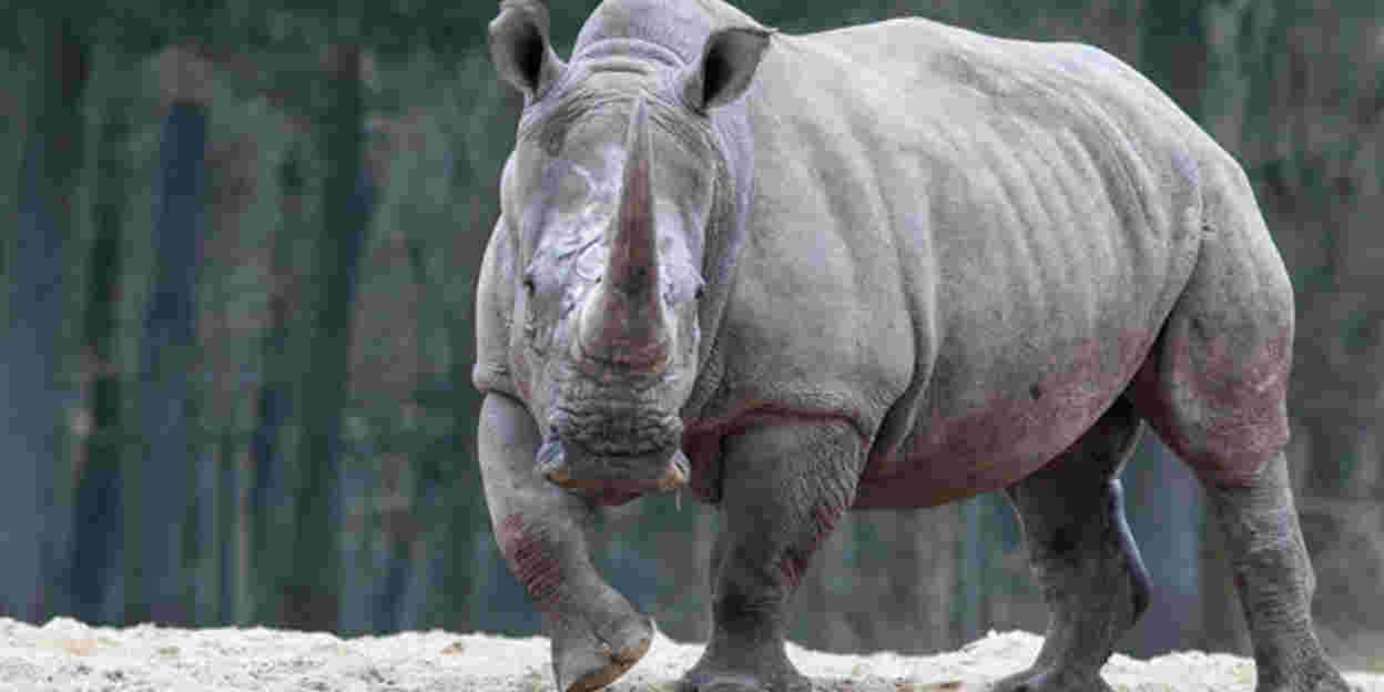 Bijzondere beelden van parende breedlipneushoorns