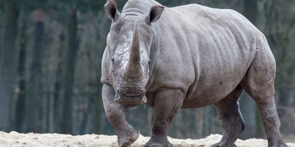 Bijzondere beelden van parende breedlipneushoorns