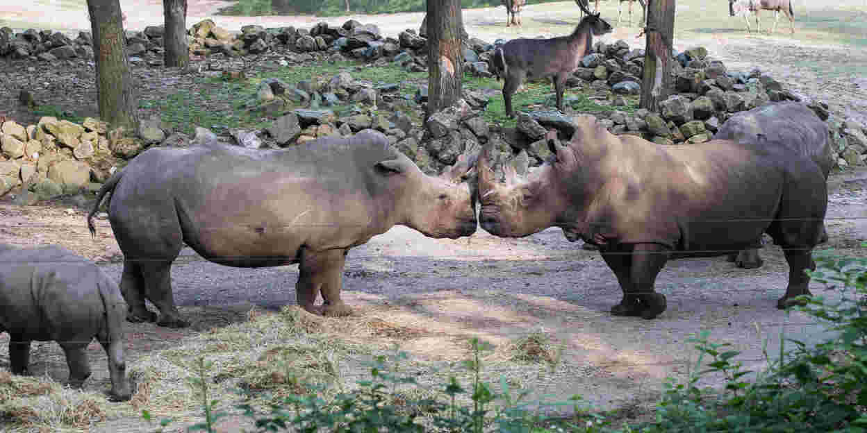 Resultaten 'EAZA Rhino Campaign'   