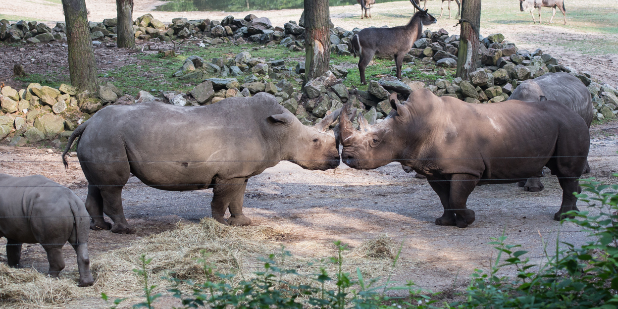 Resultaten 'EAZA Rhino Campaign'   